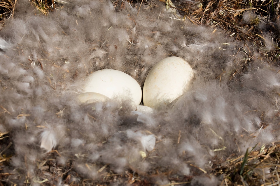 Cackling Goose Nest