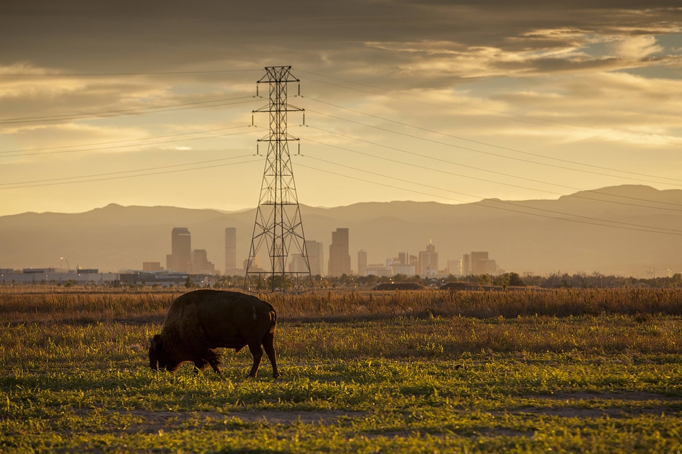 Bison at Rocky Mountain Arsenal National Wildlife Refuge-1