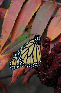 Monarch butterfly on Fall foliage-3