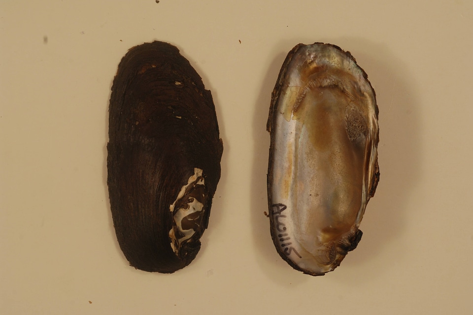 Elliptio pullata