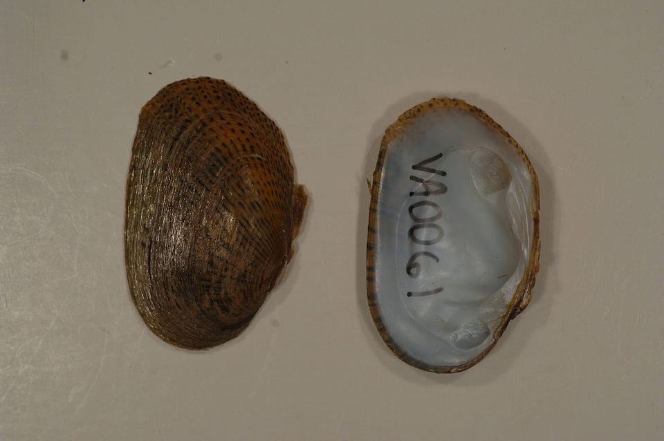 Epioblasma brevidens-1