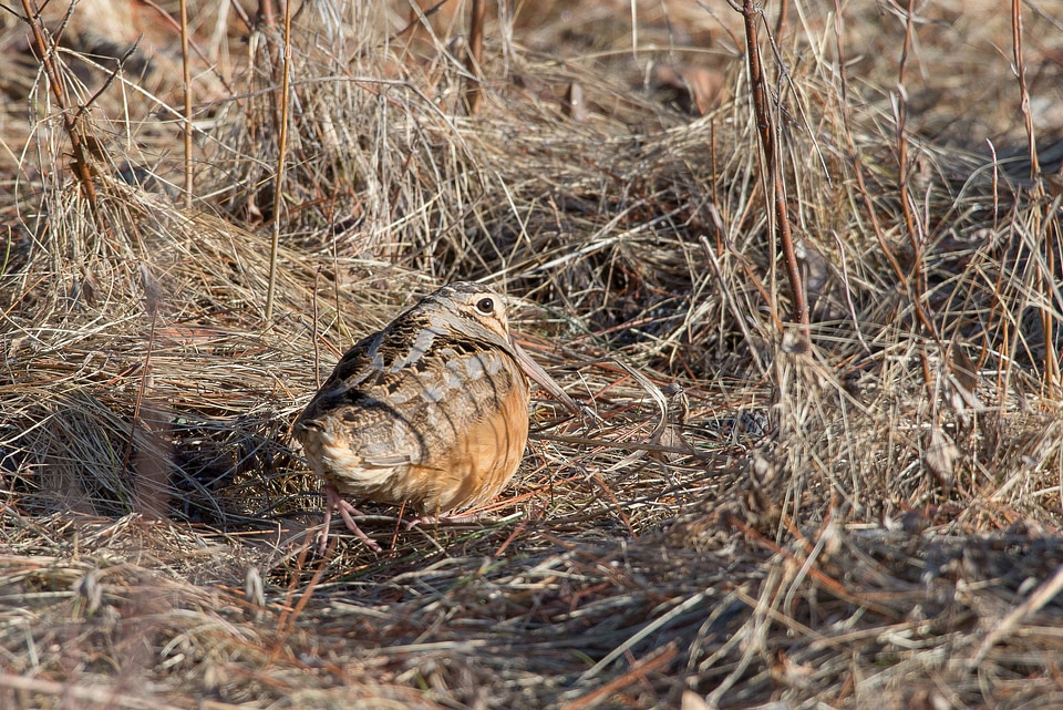American Woodcock-1