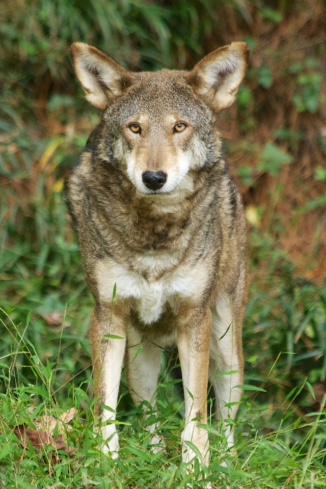 Red wolf-1