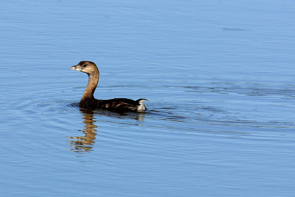 Pied-billed Grebe-4