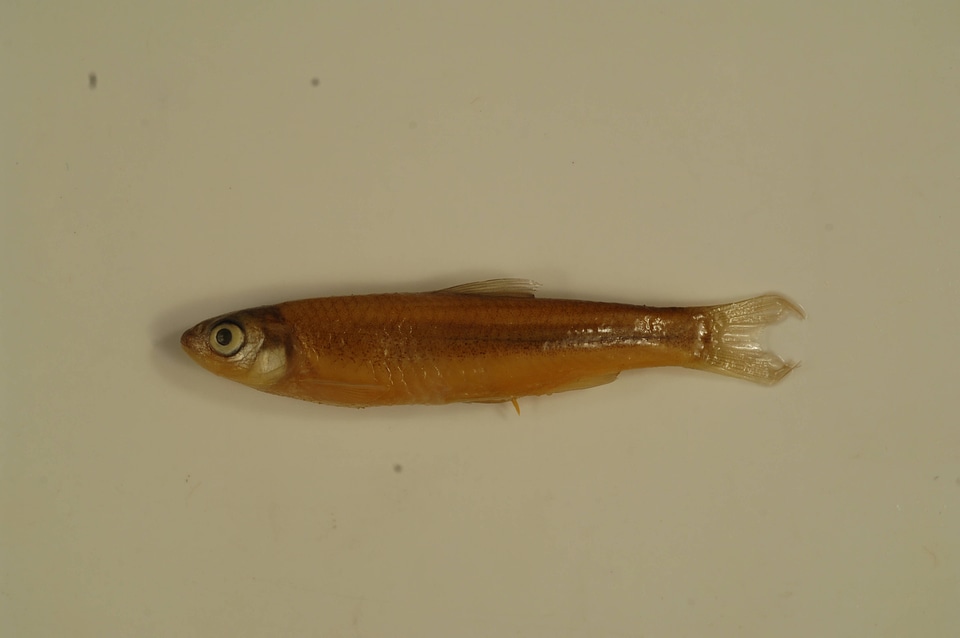Notropis blennius-2