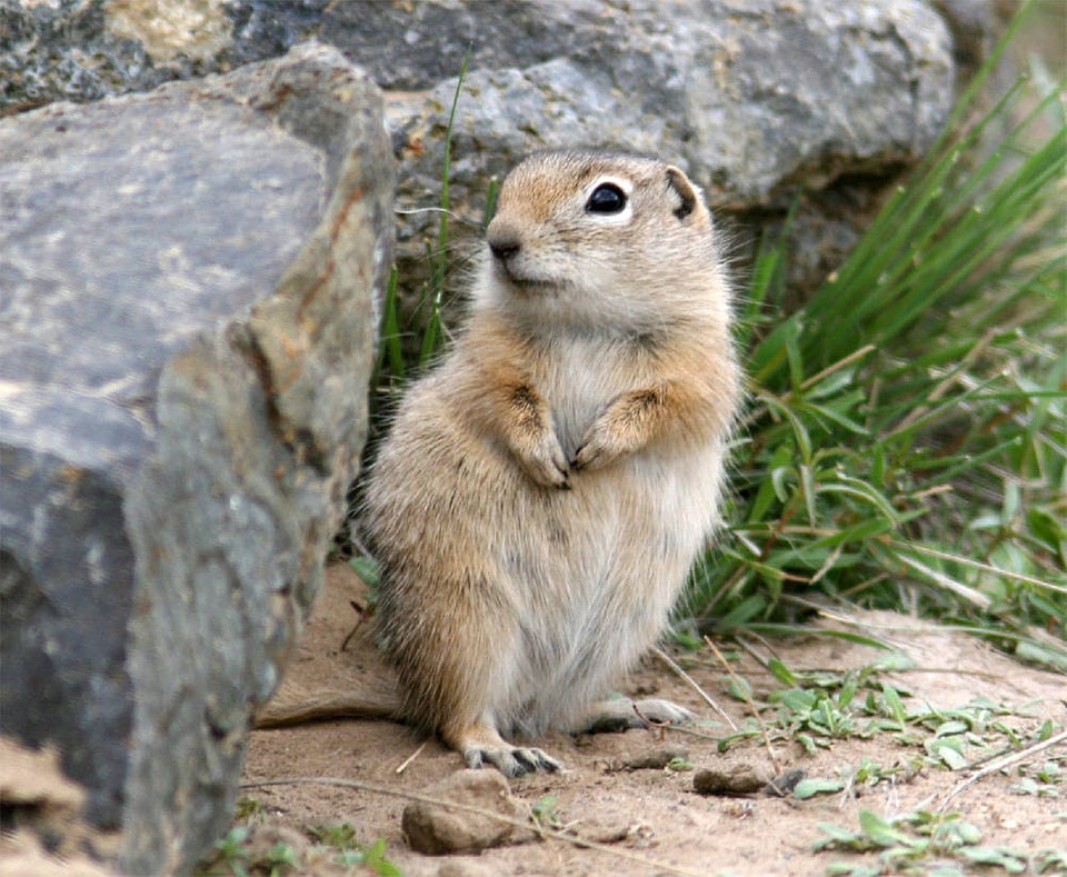 Washington Ground Squirrel