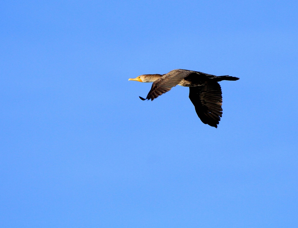 Double-crested Cormorant-1