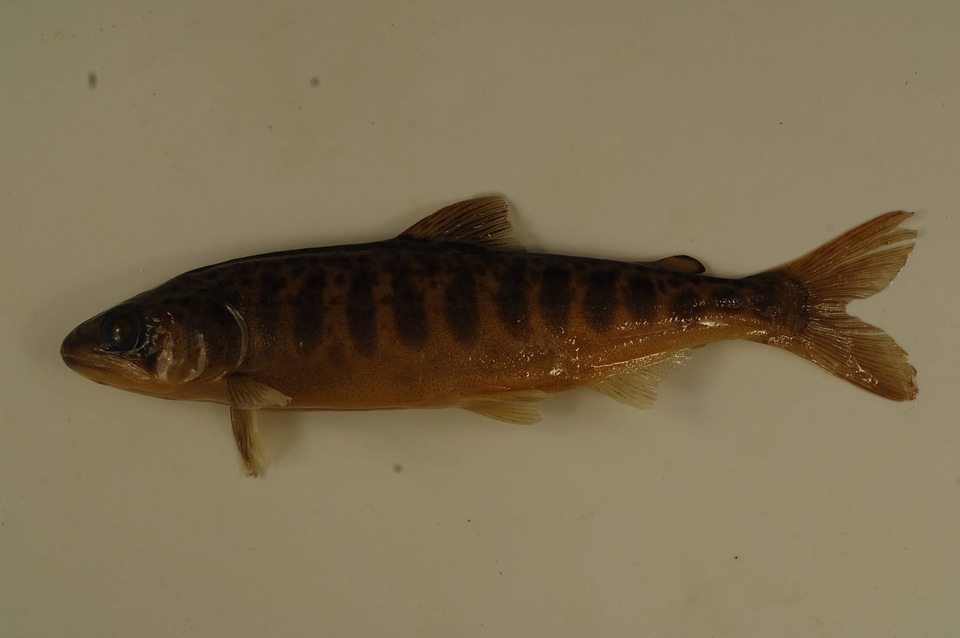 Oncorhynchus tshawytscha