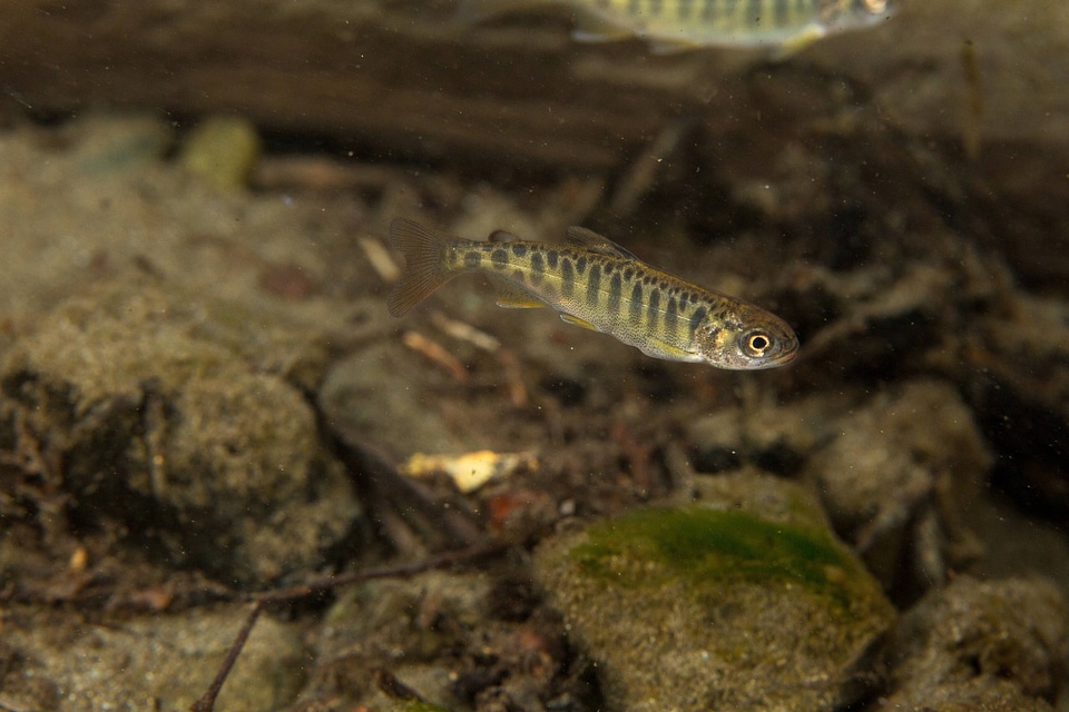 Juvenile Chinook salmon-1