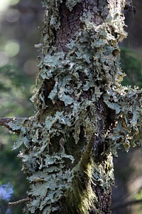 Lobaria pulmonaria