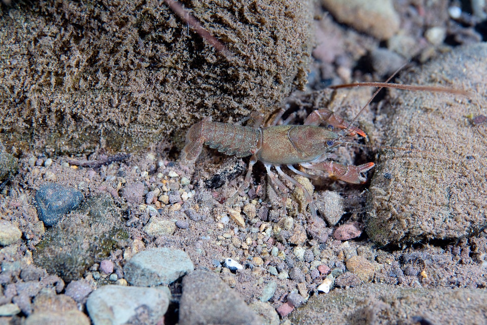 Appalachian brook crayfish-2