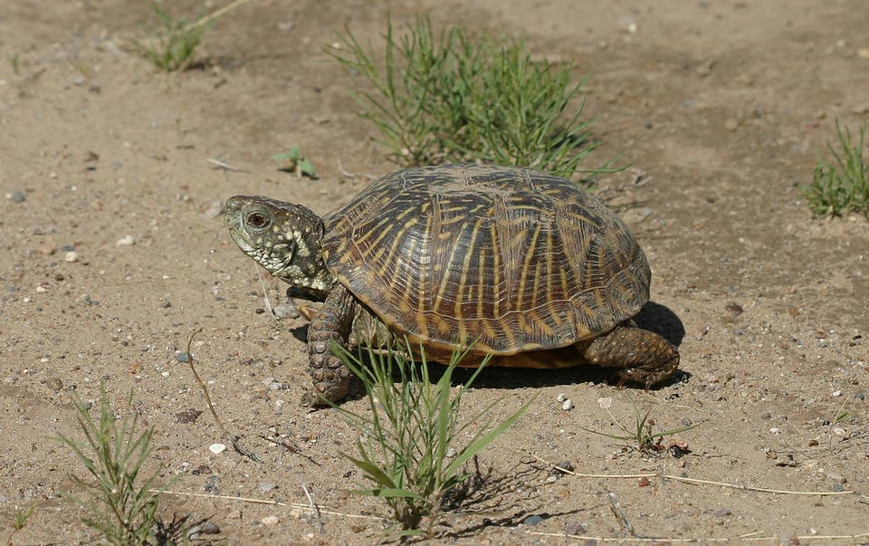 Ornate box turtle in the desert