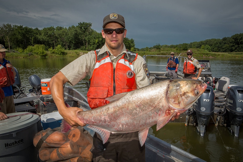 Fishery biologist with large Silver carp-6
