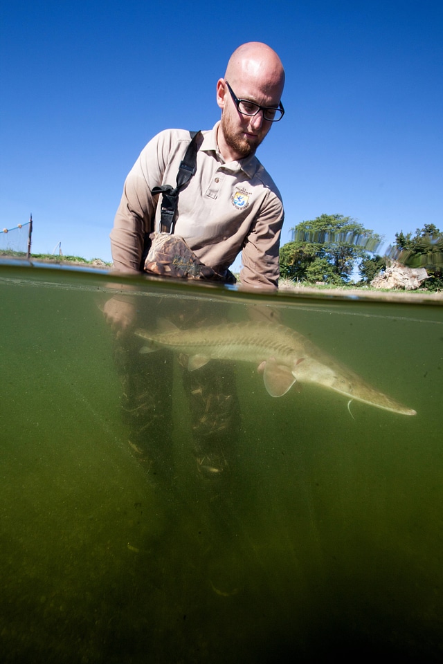 Fishery biologist surveys a Pallid sturgeon-2