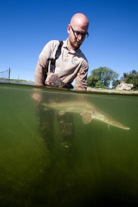 Fishery biologist surveys a Pallid sturgeon-2 photo
