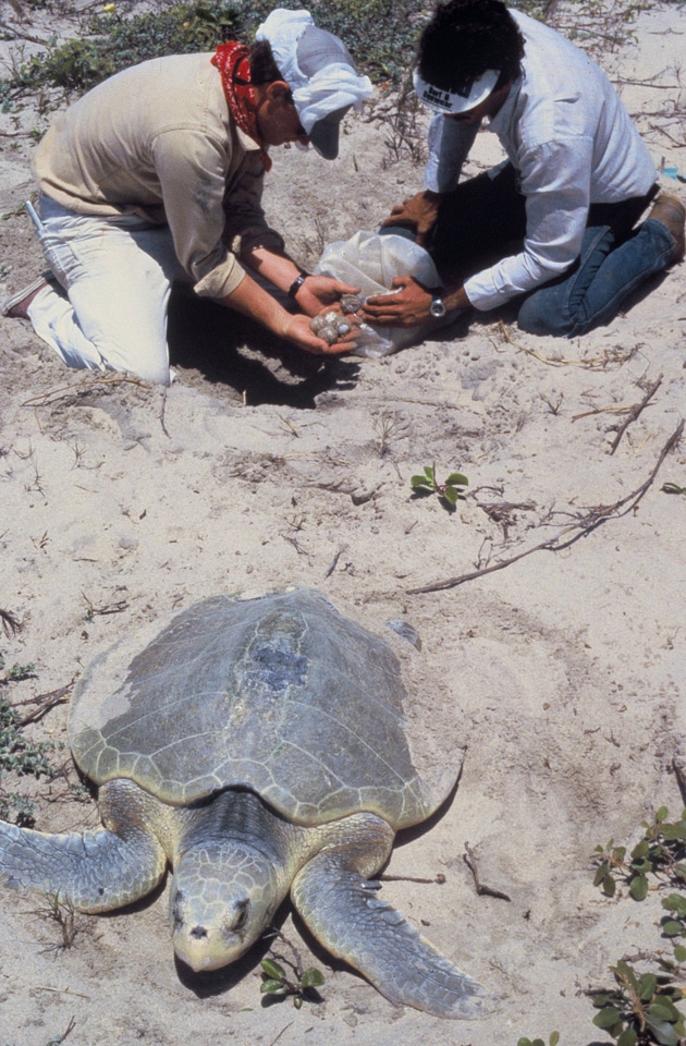 Collecting Kemp's Ridley Sea Turtle Eggs