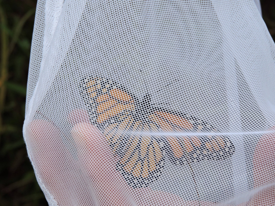 Monarch butterfly in net-2
