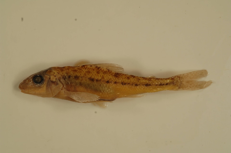 Percopsis omiscomaycus