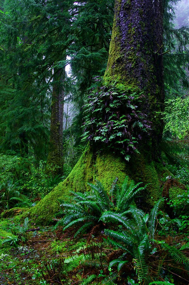 Ferns on Old Growth Tree
