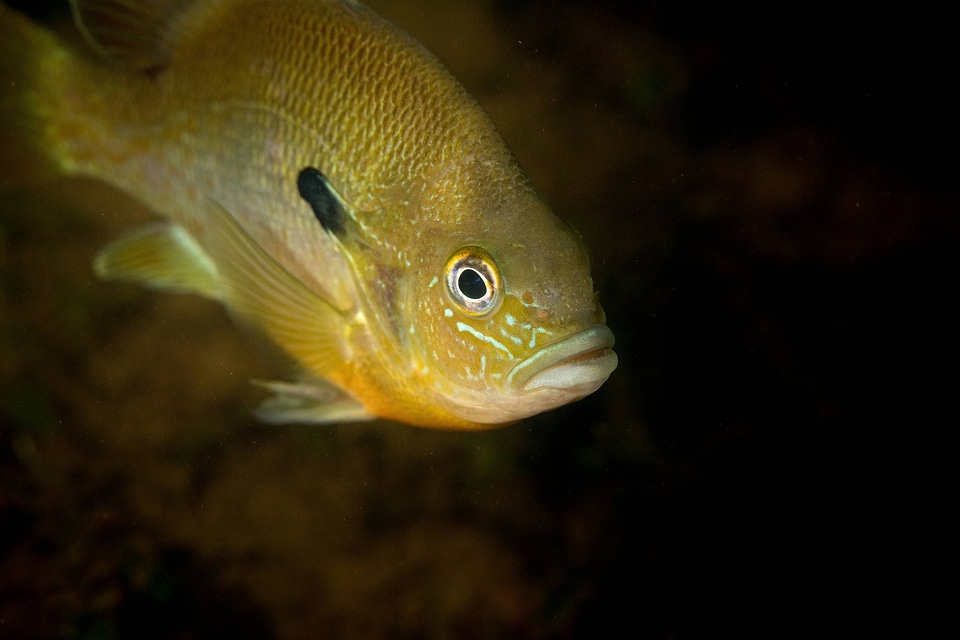  Redbreast sunfish-1