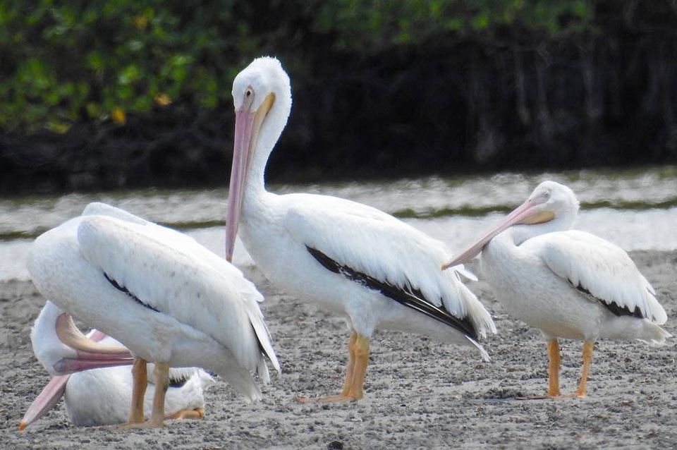 White Pelicans at Shell Key Flats