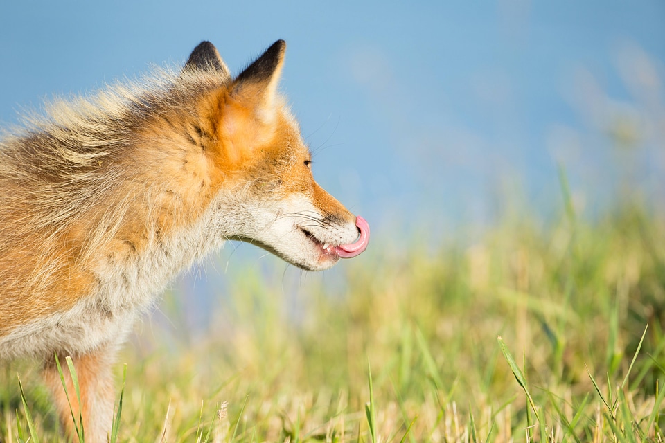 Red fox with it's tongue out