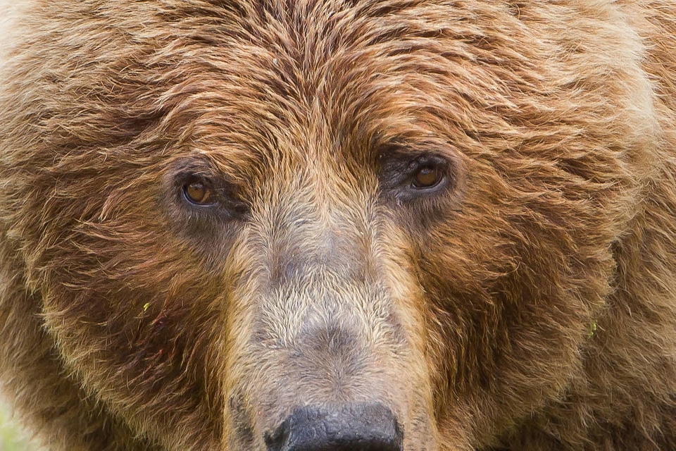 Kodiak brown bear close-up-1