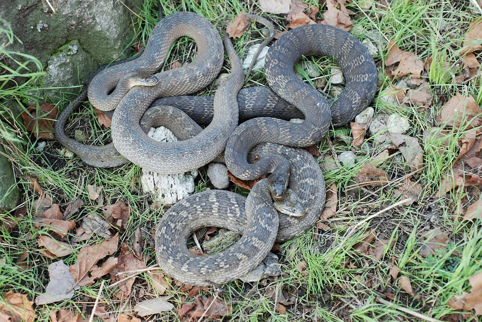 Lake Erie water snake-3