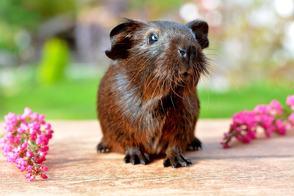 Nager rodent animal