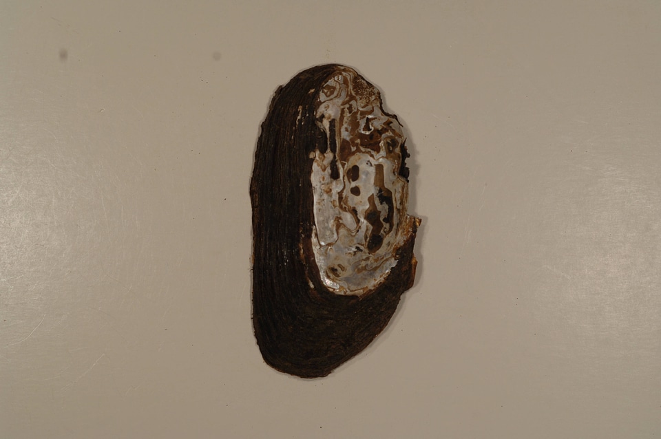 Elliptio complanata (outside)-1