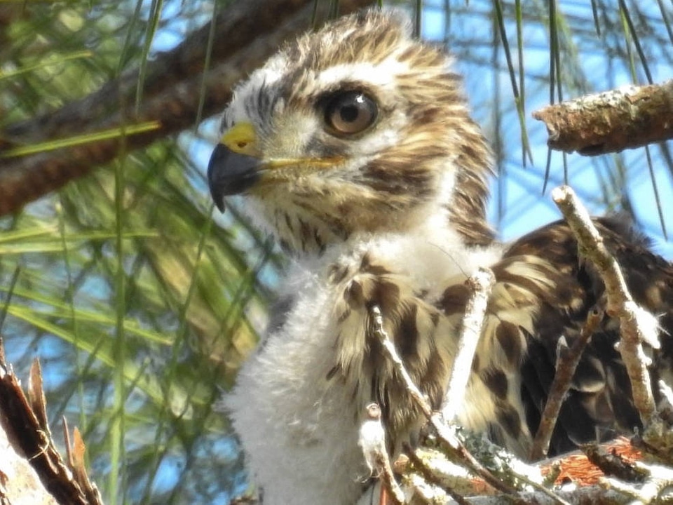 Red-shouldered Hawk nestling
