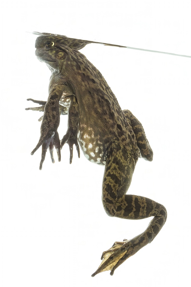 American bullfrog -1