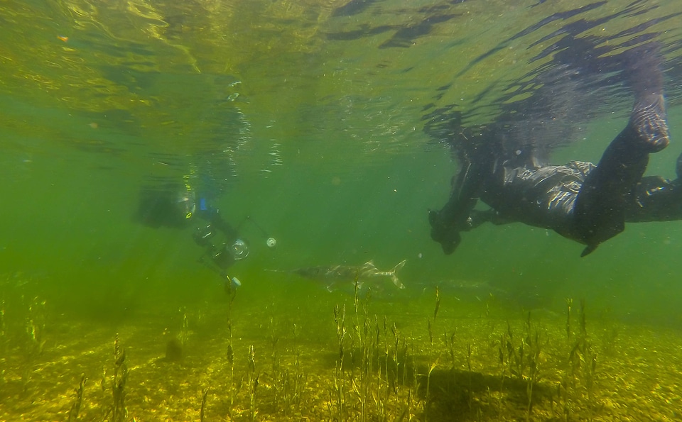Divers photograph a paddlefish