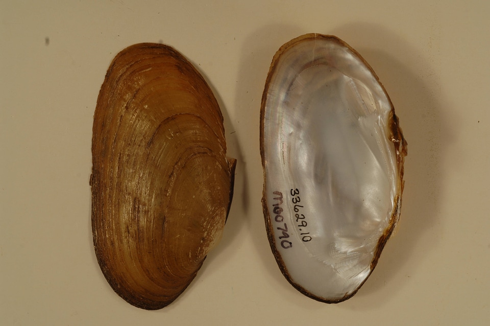 Ptychobranchus occidentalis