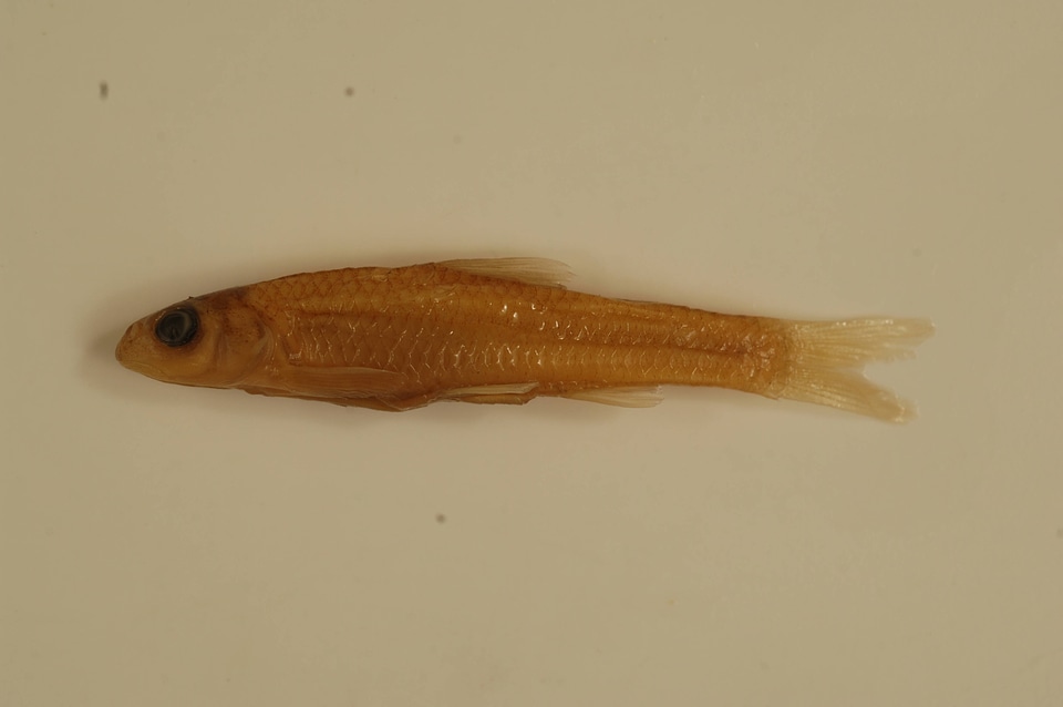 Notropis longirostris