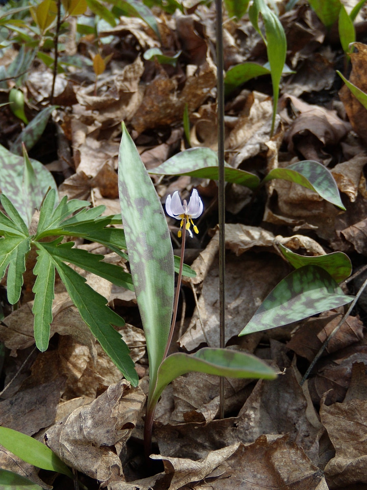 Dwarf trout lily photo