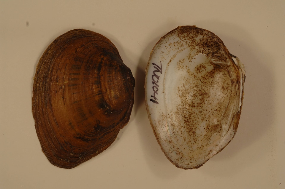 Pleuronaia barnesiana-2