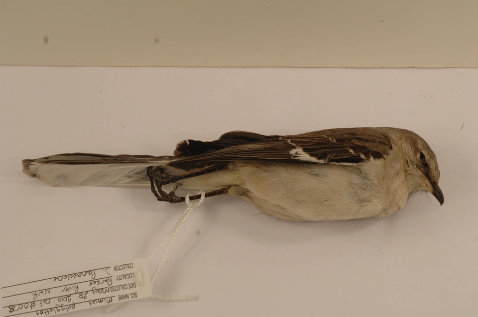Mimus polyglottos