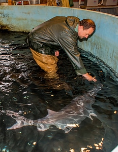 Hatchery workers spawning paddlefish-1