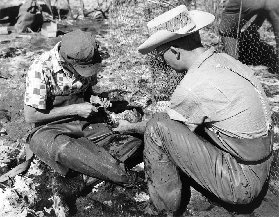 Historical Waterfowl Survey-1