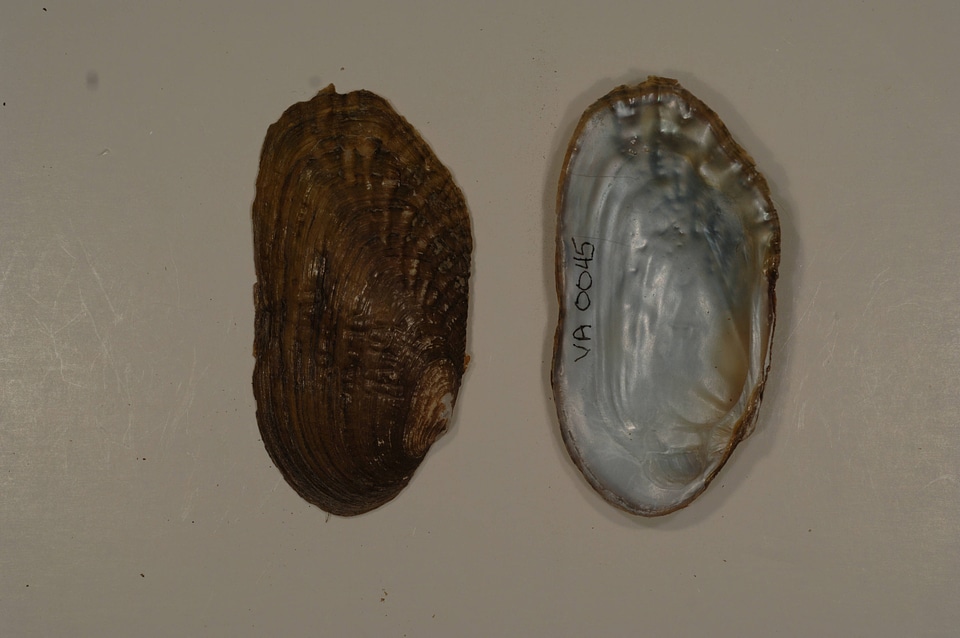 Lasmigona costata-4