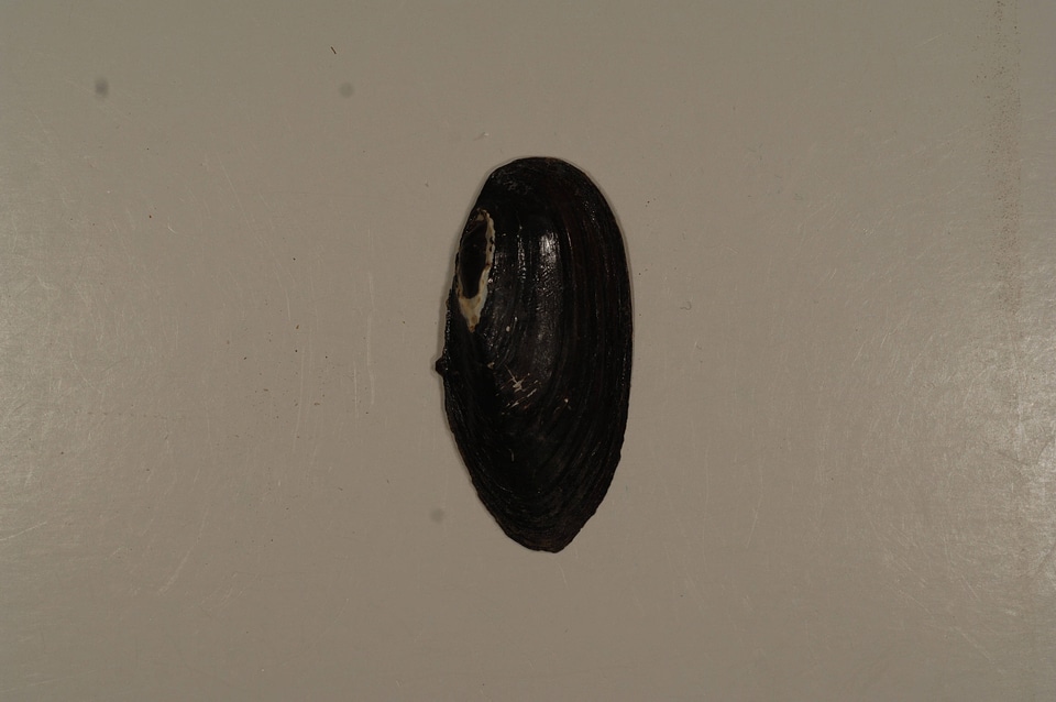 Elliptio fisheriana (outside)