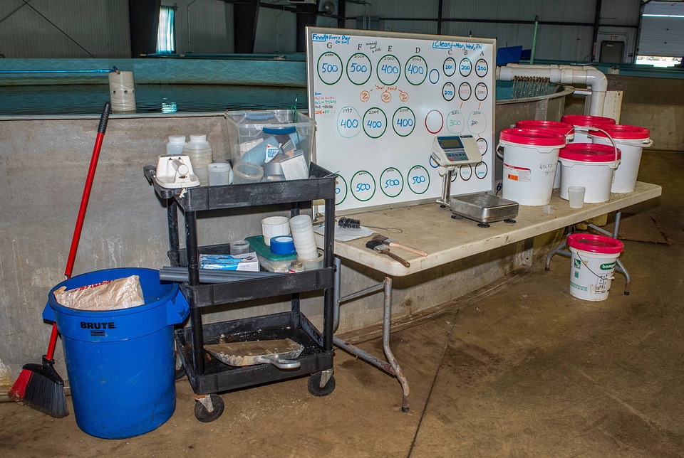 Feeding set-up in Sturgeon Building