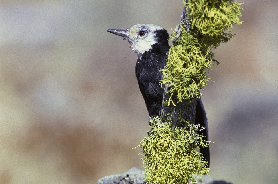 White-Headed Woodpecker