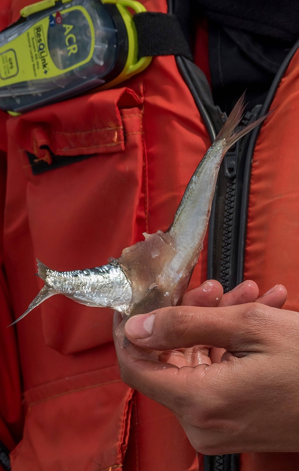 Close-up of Alewife used as bait for lake sturgeon-1