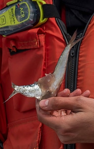 Close-up of Alewife used as bait for lake sturgeon-1
