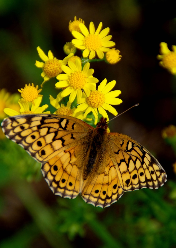 Variegated Fritillary