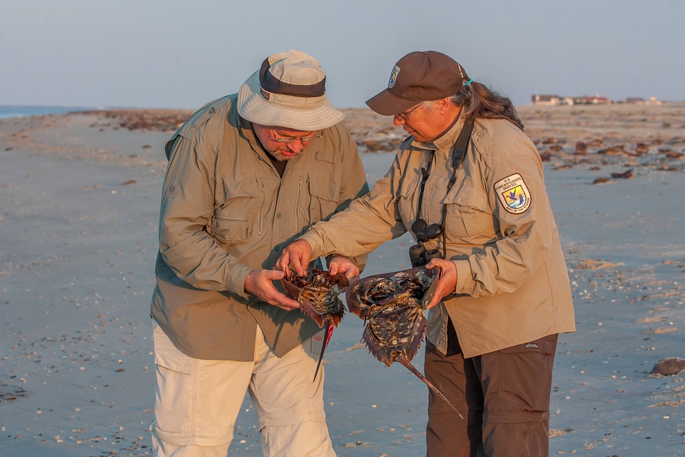 Biologist shows visitor horseshoe crab on beach-1