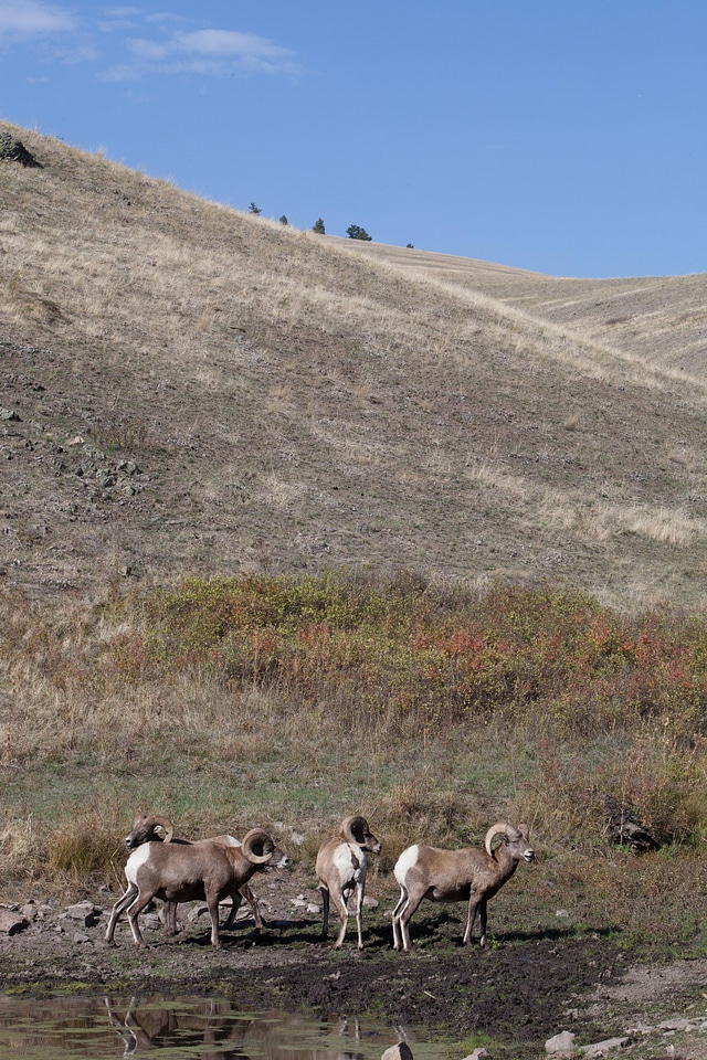 Rams in landscape
