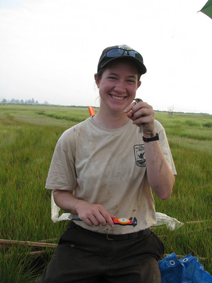 Saltmarsh sparrow banding